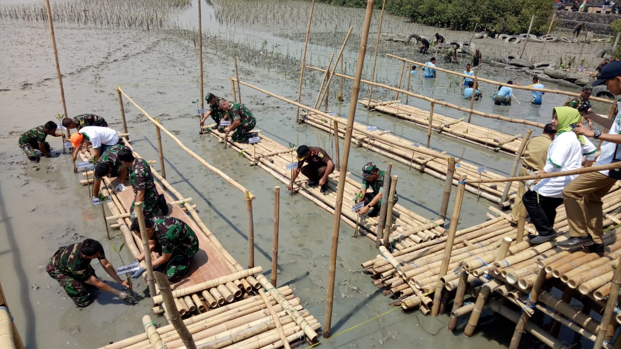 7 Ribu Bibit Mangrove Ditanam di Banyuwangi Pecahkan Rekor MURI